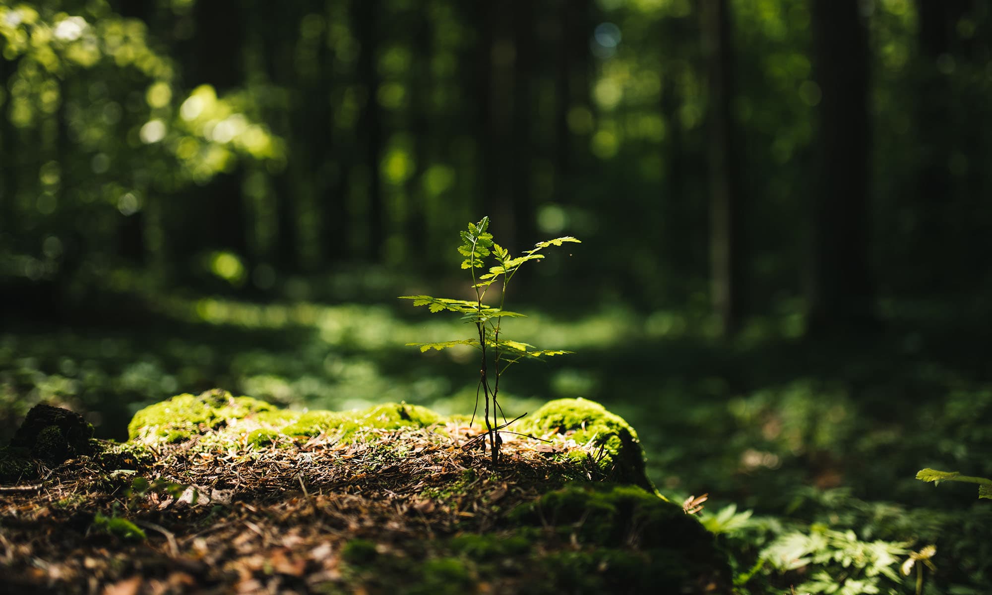 Nachhaltiges Bauen Image